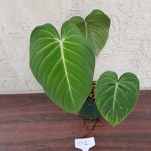 Load image into Gallery viewer, #D2 Philodendron Glorious