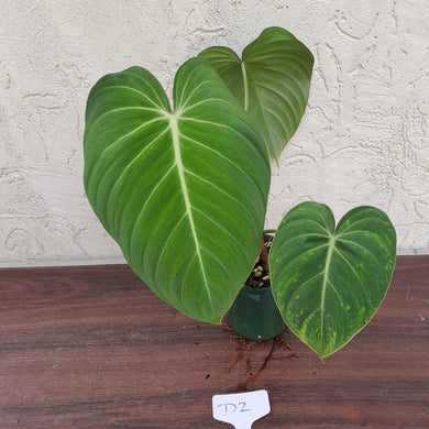 #D2 Philodendron Glorious