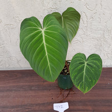 Load image into Gallery viewer, #D2 Philodendron Glorious
