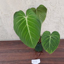 Load image into Gallery viewer, #D2 Philodendron Glorious