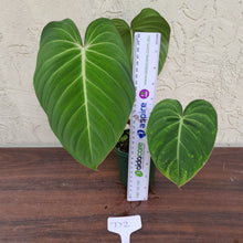 Load image into Gallery viewer, #D2 Philodendron Glorious