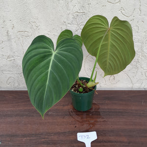 #D2 Philodendron Glorious