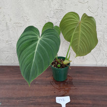 Load image into Gallery viewer, #D2 Philodendron Glorious