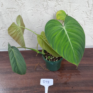 #R98 Philodendron Glorious