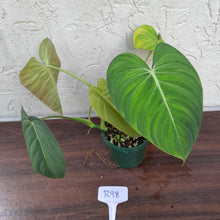 Load image into Gallery viewer, #R98 Philodendron Glorious
