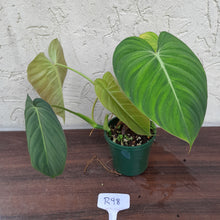 Load image into Gallery viewer, #R98 Philodendron Glorious