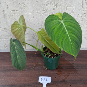 #R98 Philodendron Glorious