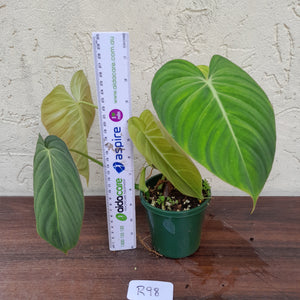 #R98 Philodendron Glorious