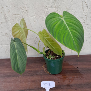 #R98 Philodendron Glorious