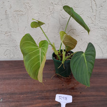 Load image into Gallery viewer, #R98 Philodendron Glorious