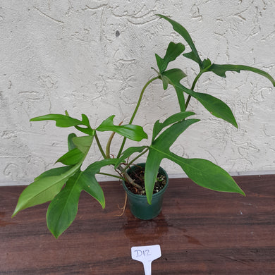 #D12 Philodendron Glad Hands