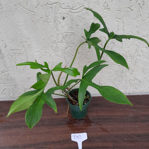 #D12 Philodendron Glad Hands