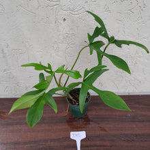 Load image into Gallery viewer, #D12 Philodendron Glad Hands