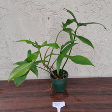 Load image into Gallery viewer, #D12 Philodendron Glad Hands