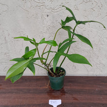 Load image into Gallery viewer, #D12 Philodendron Glad Hands