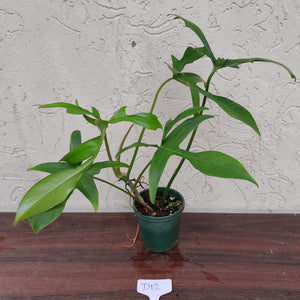 #D12 Philodendron Glad Hands