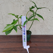 Load image into Gallery viewer, #D12 Philodendron Glad Hands