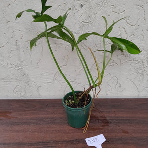 #D12 Philodendron Glad Hands