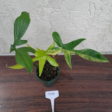 Load image into Gallery viewer, #D15 Philodendron Florida Beauty