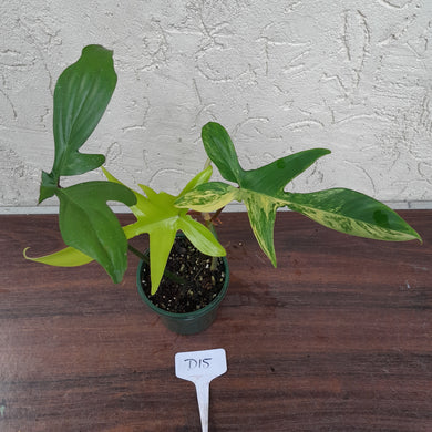 #D15 Philodendron Florida Beauty