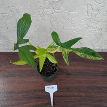 Load image into Gallery viewer, #D15 Philodendron Florida Beauty