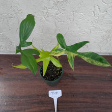 Load image into Gallery viewer, #D15 Philodendron Florida Beauty