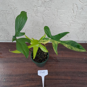 #D15 Philodendron Florida Beauty