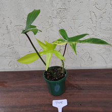Load image into Gallery viewer, #D15 Philodendron Florida Beauty