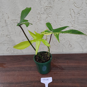 #D15 Philodendron Florida Beauty