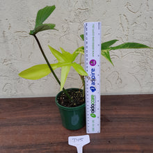 Load image into Gallery viewer, #D15 Philodendron Florida Beauty