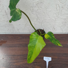 Load image into Gallery viewer, #D74 Variegated Philodendron Domesticum