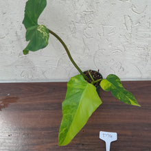 Load image into Gallery viewer, #D74 Variegated Philodendron Domesticum
