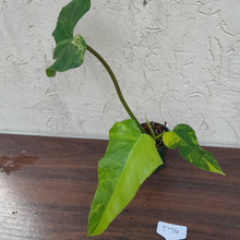 Load image into Gallery viewer, #D74 Variegated Philodendron Domesticum