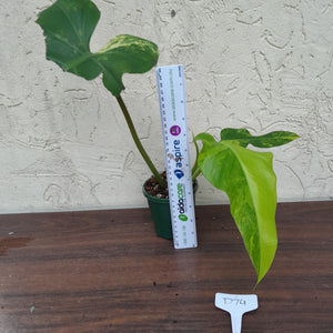 #D74 Variegated Philodendron Domesticum