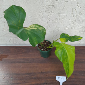 #D74 Variegated Philodendron Domesticum