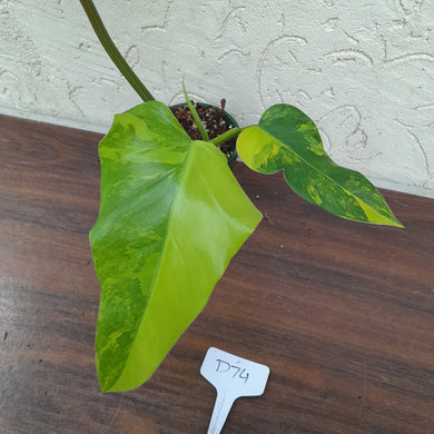 #D74 Variegated Philodendron Domesticum
