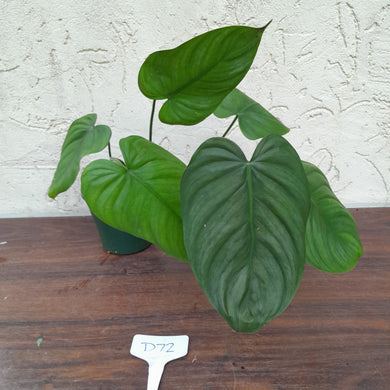 #D72 Philodendron Tenue x Plowmanii
