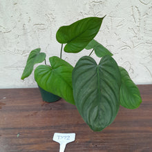 Load image into Gallery viewer, #D72 Philodendron Tenue x Plowmanii