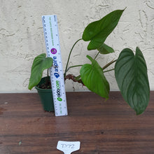 Load image into Gallery viewer, #D72 Philodendron Tenue x Plowmanii