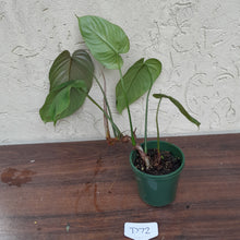 Load image into Gallery viewer, #D72 Philodendron Tenue x Plowmanii