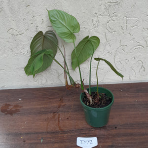 #D72 Philodendron Tenue x Plowmanii
