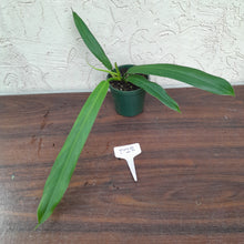 Load image into Gallery viewer, #D23 Philodendron Bonifaziae