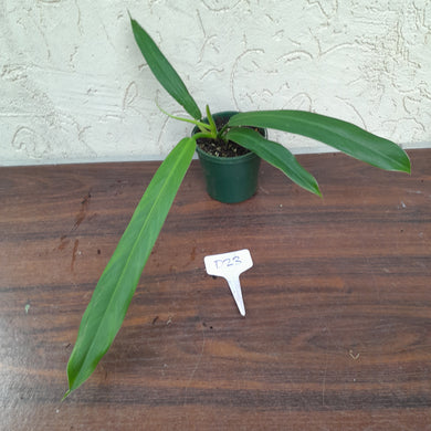 #D23 Philodendron Bonifaziae