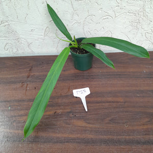 #D23 Philodendron Bonifaziae