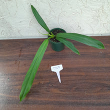 Load image into Gallery viewer, #D23 Philodendron Bonifaziae