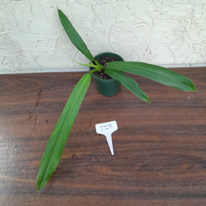 #D23 Philodendron Bonifaziae