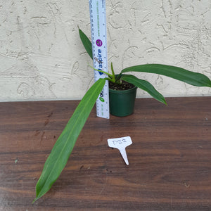 #D23 Philodendron Bonifaziae