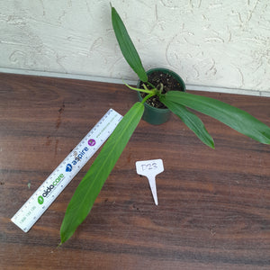 #D23 Philodendron Bonifaziae