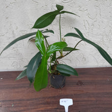 Load image into Gallery viewer, #H111 Philodendron 69686 - &#39;Big Ears&#39;