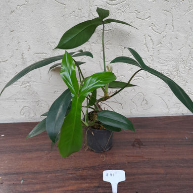 #H111 Philodendron 69686 - 'Big Ears'